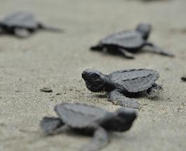 LIBERACIÓN DE NEONATOS DE TORTUGAS MARINAS Y MONITOREO DE BALLENAS EN EL PACÍFICO VALLECAUCANO