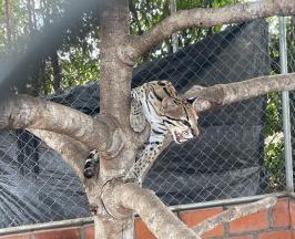 RESCATAN OCELOTE QUE ERA MANTENIDO EN LAMENTABLES CONDICIONES 