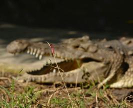 DESTINO DE LA CAIMÁN “ÑATA”, SERÁ UNA ESTACIÓN DE BIOLOGÍA TROPICAL EN EL META 