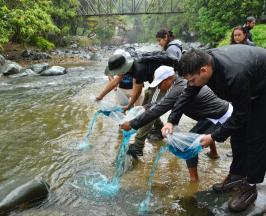 20 MIL ALEVINOS SE SEMBRARON EN EL RÍO CALI