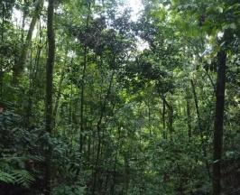 CVC VIGILA LOS BOSQUES DESDE EL CIELO, AHORA CON UN ALCANCE DEL 95%