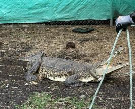 LA ÑATA, EL CAIMÁN RESCATADO DURANTE LA COP16 EN PALMIRA, SE PREPARA PARA SU REUBICACIÓN