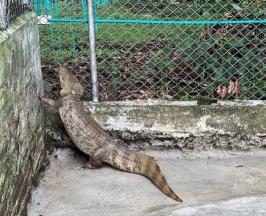 CVC RESCATA BABILLA DE 38 KILOGRAMOS CERCA AL PARQUE DE LA SALUD EN CARTAGO