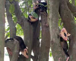 ZARIGÜEYAS EN CASCOS URBANOS: ALIADAS SILENCIOSAS DE LA BIODIVERSIDAD EN LA CIUDAD