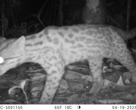 CÁMARAS TRAMPA CAPTAN PUMAS, TIGRILLOS, GUAGUAS Y GUATINES A SOLO MEDIA HORA DE CALI