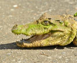 RESCATAN DOS BABILLAS ATRAPADAS EN PISCINA ABANDONADA EN OBANDO