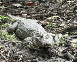 UN REGRESO TRIUNFAL: BABILLAS, TORTUGAS Y SERPIENTES RECUPERAN LA LIBERTAD EN BUENAVENTURA