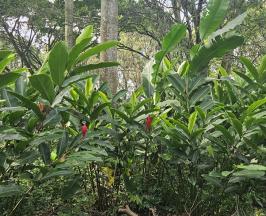 FLORES Y FOLLAJES SE PRODUCEN EN ZONA RURAL DE PALMIRA    