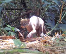 DESCUBREN ESPECIES AMENAZADAS EN CENTRO DE EDUCACION AMBIENTAL 