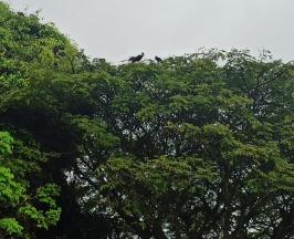 TRES MESES DE ESPERANZA PARA LOS IBIS COQUITO,TRAS PLAN DE REUBICACIÓN EN BUGA