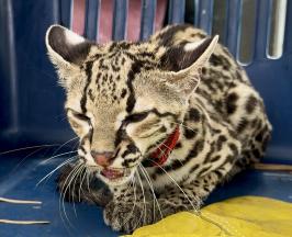 TIGRILLO USADO COMO MASCOTA ESCAPA Y APARECE EN VIVIENDA EN EL VALLE DEL CAUCA