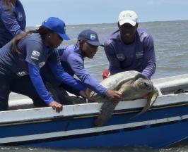 SE LIBERARON CINCUENTA NEONATOS DE TORTUGA MARINA Y UN EJEMPLAR ADULTO