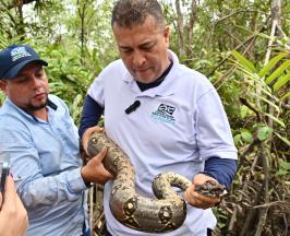  LA CVC REALIZA LIBERACIÓN DE FAUNA SILVESTRE Y ACOMPAÑA LA TEMPORADA DE BALLENAS EN BUENAVENTURA