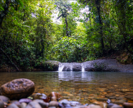 CELEBRA CON NOSOTROS UNA DE LAS MÁS EXITOSAS ESTRATEGIAS DE CONSERVACIÓN