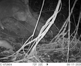 CÁMARAS TRAMPA REVELAN FAUNA SILVESTRE EN ZONA PROTEGIDA DE ATUNCELA