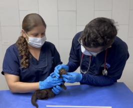 YAGUARUNDÍ RESCATADO EN CARTAGO SE ENCUENTRA EN ÓPTIMAS CONDICIONES DE SALUD