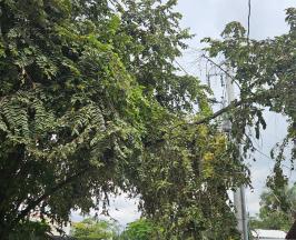 CVC ACLARA COMPETENCIAS EN EL MANEJO DE ÁRBOLES EN PALMIRA  