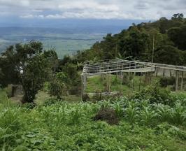 FINCA EL MILAGRO, EN ROLDANILLO: UN MODELO DE EDUCACIÓN AMBIENTAL Y PRODUCCIÓN SOSTENIBLE DE PUERTAS ABIERTAS