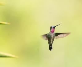 COLOMBIA BIRDFAIR 2026 ABRE SUS PUERTAS AL PÚBLICO EN GENERAL CON ACTIVIDADES GRATUITAS PARA TODAS LAS EDADES