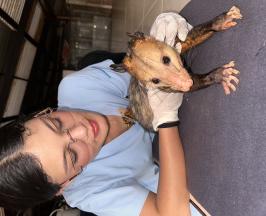 ZARIGÜEYA HERIDA EN BUGA RECIBE ATENCIÓN ESPECIALIZADA DE LA CVC