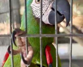 ¡DE NO CREER! AVE FUE HALLADA EN JAULA CON CANDADO EN BUGA