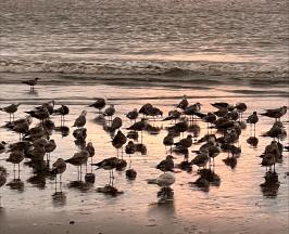 ORGANIZACIONES COMUNITARIAS DE BUENAVENTURA HICIERON PARTE DE PROYECTO DE AVES PLAYERAS MIGRATORIAS