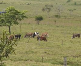 FINCA GANADERA EN YOTOCO SE CONVIERTE EN MODELO DE PROTECCIÓN DE NACIMIENTOS DE AGUA