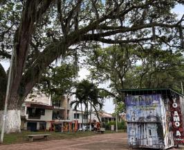 ÁRBOLES SEGUROS Y SANOS: ASÍ AVANZA EL MANTENIMIENTO DEL ARBOLADO URBANO EN CARTAGO 