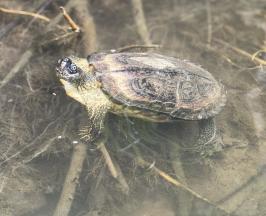 QUE LA SEMANA SANTA NO SEA EL VIACRUCIS PARA LA FAUNA SILVESTRE  