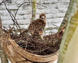 LA CVC RECUERDA: LAS AVES SIEMPRE VUELVEN POR SUS CRÍAS