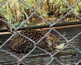 RESCATAN EN JAMUNDÍ DOS OCELOTES HEMBRAS USADAS COMO EXHIBICIÓN