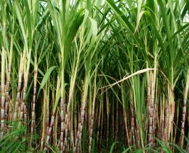 QUEJAS POR CALIDAD DE AIRE ASOCIADAS A QUEMA DE CAÑA PASARON DE 38 % A 3.1 %