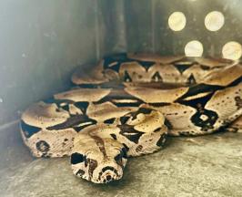 JOVEN EXHIBÍA A UNA BOA EN SUS REDES SOCIALES. LA CVC  RESCATÓ AL ANIMAL