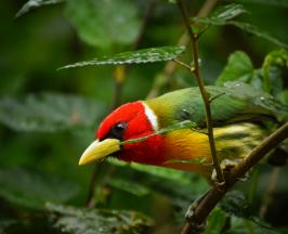 MAÑANA SÁBADO: OBSERVA AVES, REGÍSTRALAS Y HAZ PARTE DEL GLOBAL BIG DAY