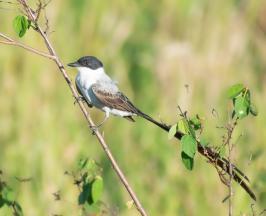 VALLE DEL CAUCA BRILLÓ EN EL GLOBAL BIG DAY CON 643 ESPECIES DE AVES REGISTRADAS