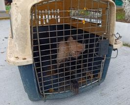 MONO CAPUCHINO FUE RESCATADO EN ZONA RURAL DE DAGUA
