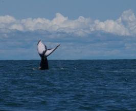 LA TEMPORADA DE BALLENAS 2026 SE ACERCA A SU CIERRE