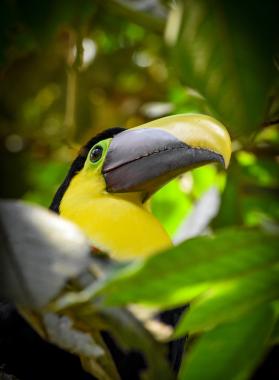 Gestión Ambiental Urbana y Rural > Servicios (Paragraphs)