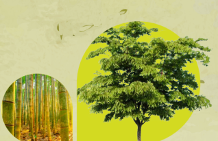 Permiso o Autorización Aprovechamiento Forestal
