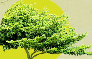 Registro de Establecimientos Dedicados a la Explotación de Recursos de Flora