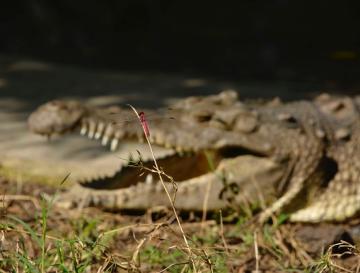 DESTINO DE LA CAIMÁN “ÑATA”, SERÁ UNA ESTACIÓN DE BIOLOGÍA TROPICAL EN EL META 