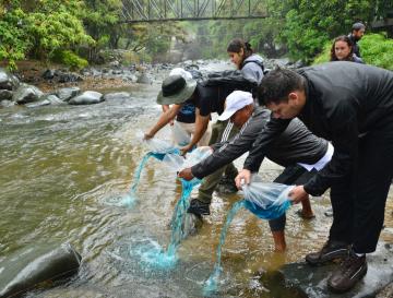 20 MIL ALEVINOS SE SEMBRARON EN EL RÍO CALI