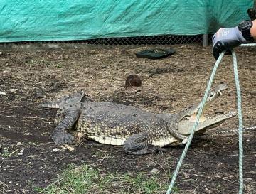 LA ÑATA, EL CAIMÁN RESCATADO DURANTE LA COP16 EN PALMIRA, SE PREPARA PARA SU REUBICACIÓN