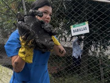 UNA BABILLA Y 32 TORTUGAS BUSCARÁN LA LIBERTAD TRAS 17 AÑOS DE CAUTIVERIO