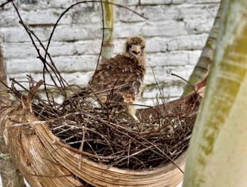 LA CVC RECUERDA: LAS AVES SIEMPRE VUELVEN POR SUS CRÍAS