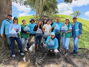 SIEMBRA DE 3.000 ALEVINOS DE BOCACHICO FORTALECE LA BIODIVERSIDAD EN CUENCAS HÍDRICAS DEL NORTE DEL VALLE