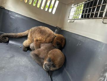 RESCATADOS NUEVE ANIMALES SILVESTRES QUE PERMANECÍAN CAUTIVOS EN CALIMA EL DARIÉN
