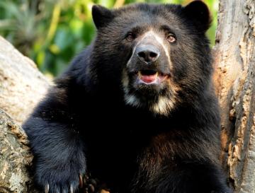 EL VALLE DEL CAUCA LE ABRE LAS PUERTAS AL PRIMER FESTIVAL DEL OSO ANDINO