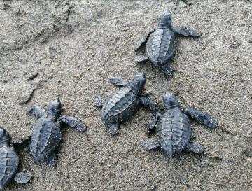 CONOZCA LA GUÍA DE TORTUGAS MARINAS DEL VALLE DEL CAUCA