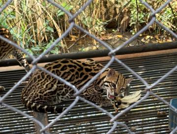 RESCATAN EN JAMUNDÍ DOS OCELOTES HEMBRAS USADAS COMO EXHIBICIÓN